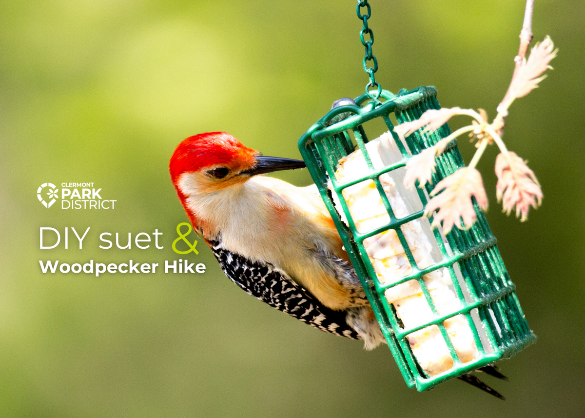 woodpecker on suet cake